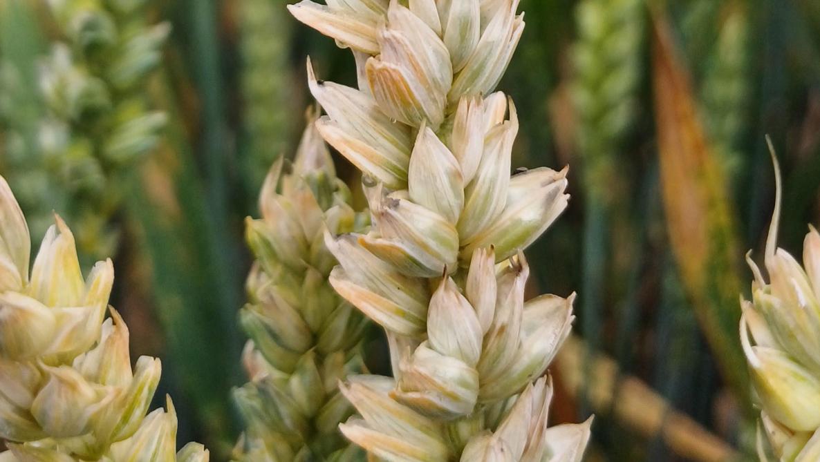 De regenbuien van juni hebben bijgedragen aan de ontwikkeling van aarziekten.