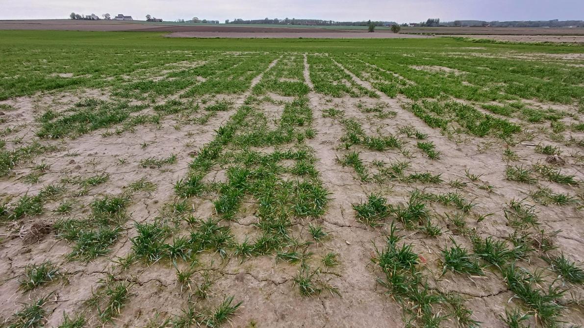 De slechte stand van het gewas zorgde ervoor dat  de proef in Zwevegem werd geannuleerd.
