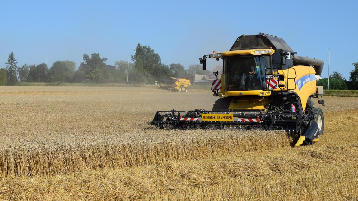 De wintertarwe werd zowel in proef als in de praktijk in 2 periodes geoogst afgelopen zomer:  eind juli en begin augustus.