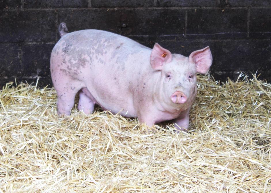 De biggen worden geboren op het bedrijf BioVar in Ruiselede, komen op een gewicht van 30 kg naar het Hof te Kattem en blijven er tot ze slachtrijp zijn.