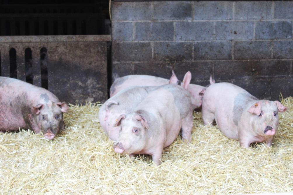 Goed een jaar geleden zette het Hof te Kattem samen met lokale slagersboutique Meat haar eigen label voor varkensvlees in de markt onder de naam Cathem Varken.