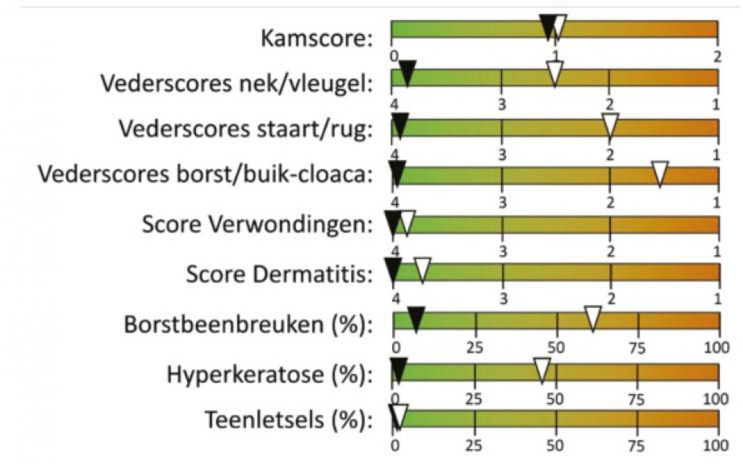 Figuur 1: Gemiddelde scores en percentages gemeten bij de start (zwarte driehoeken) en op het einde (witte driehoeken) van de productiefase op het leghennenbedrijf. Hoe meer naar rechts op de figuur, hoe slechter de scores.
