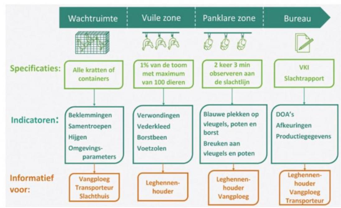 Figuur 2: Het protocol dat vanaf dit najaar in de Vlaamse slachthuizen zal worden uitgevoerd.