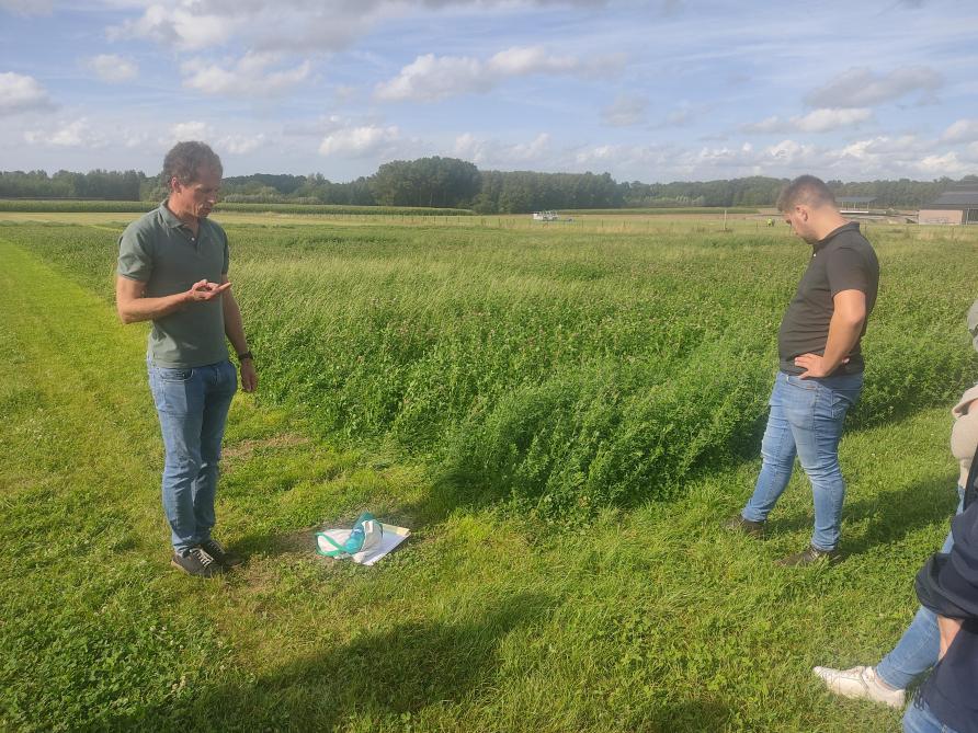 Kleine blokproeven op de proefboerderij van ILVO in Malle vergelijken verschillende rassen witte en rode klaver.