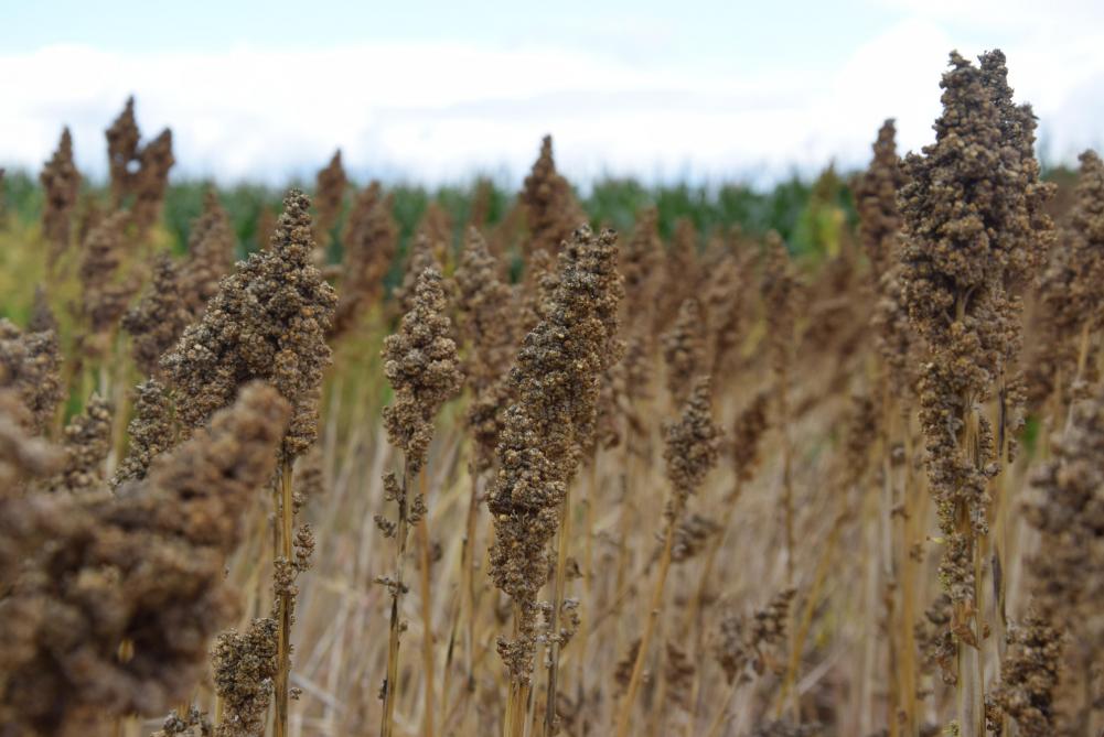 De operationele groep ‘Quikla’ wil de afzet van quinoa naar wielrenners, supporters en wielertoeristen bevorderen.