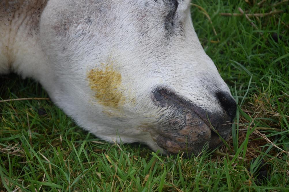 Al minstens 2.300 uitbraken zijn in België gemeld.