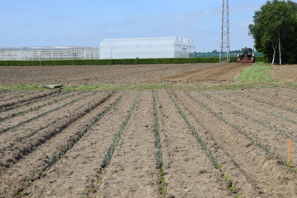 De totale biologische oppervlakte in Vlaanderen bedroeg 9.984 hectare, wat quasi status quo is in verhouding tot het voorgaande jaar.