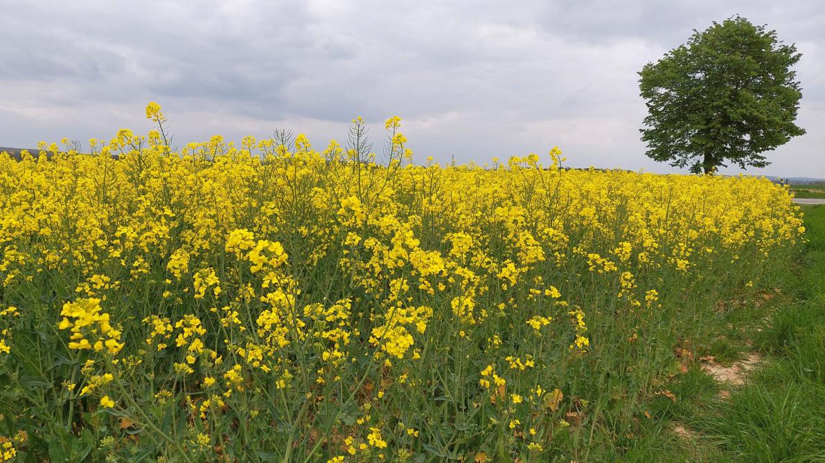 Koolzaad brengt de maatschappij wat bij, het veld en de landbouwer.