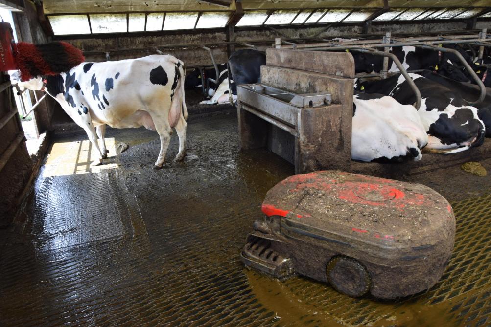 Drie mestrobots rijden op eigen houtje door de koeienstal om de mest zo snel mogelijk te verwijderen.