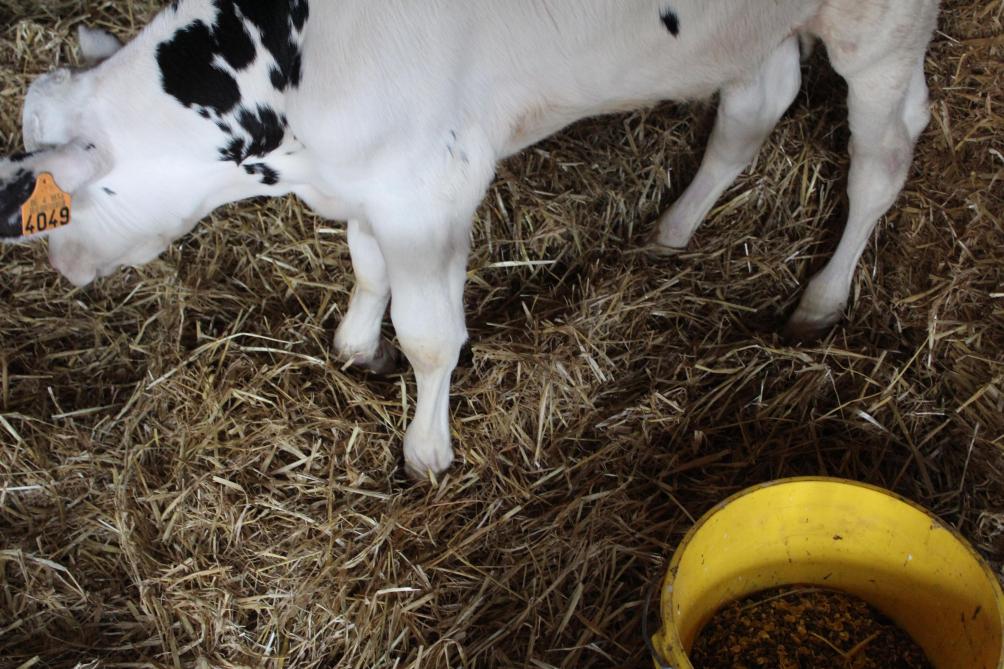 Dit jonge stierkalfje loopt vooraan niet op de hoef, maar steunt op het gewricht net boven de hoef. Een gevolg van het blauwtongvirus, meent de veehouder uit Afsnee.