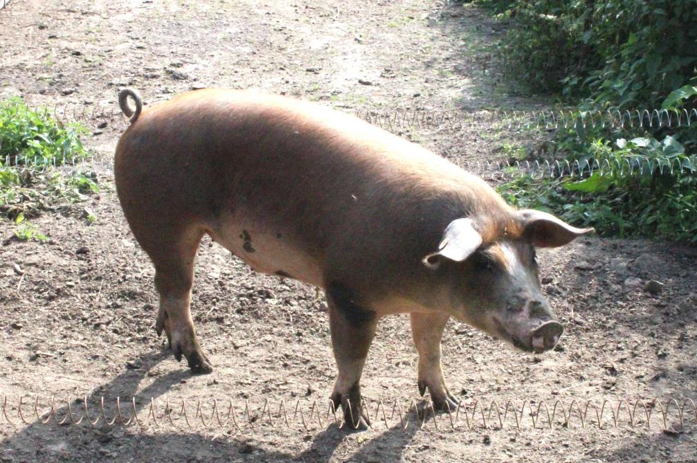 De buitenloopvarkens volgen een rotatiesysteem met 3 weides.
