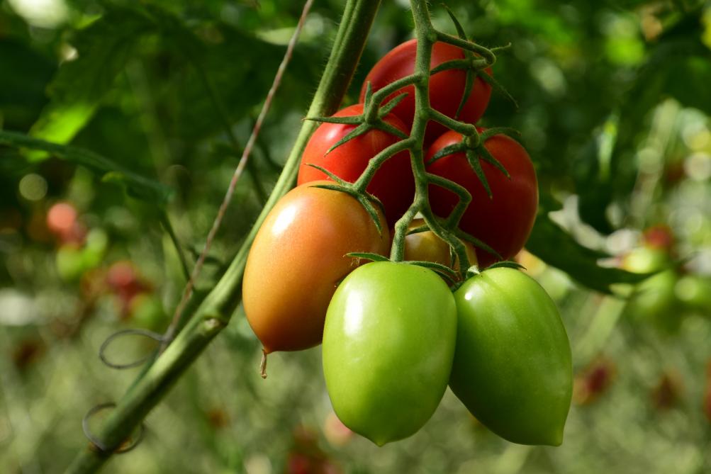 “Ondanks deze aandachtspunten is Ruby Red echt een super product. Deze tomaat heeft geweldig veel smaak, en smaak is essentieel voor de consument. We hopen nieuwe consumenten ervan te overtuigen hoe lekker biotomaten wel kunnen zijn”, concludeert Van Hauteghem.