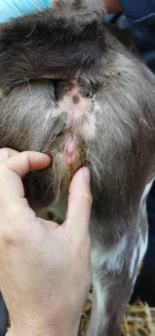 Het typische uitzicht van een kween, met de kenmerkende grote clitoris en veel haar ter hoogte van de vulva.