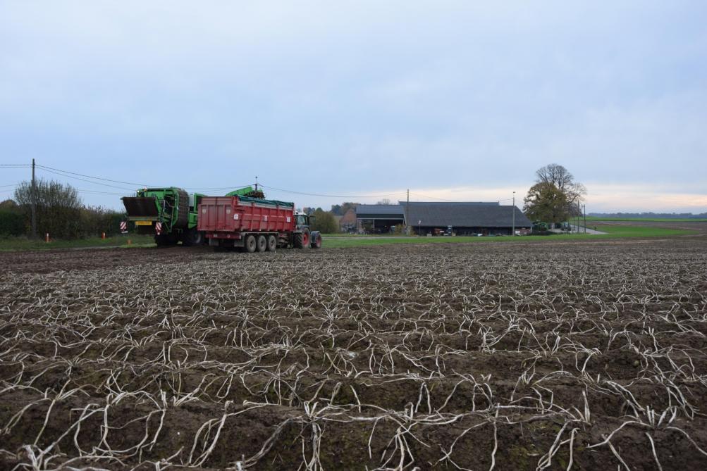 Omdat in 2023 de aardappelprijzen aan de hoge kant waren, moet een meerwinst aardappelteelt worden aangegeven voor grotere aardappelbedrijven.