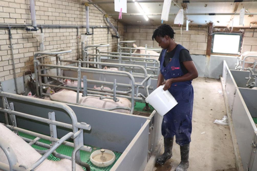 Een stagiaire van een varkenshouderijopleiding uit Oeganda doet stage op Wilco’s bedrijf.