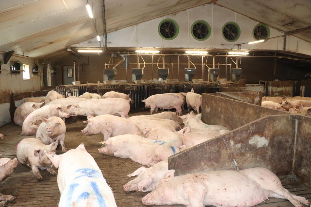 De voerstations in de zeugenstal (achteraan op de foto) worden via het gloednieuwe voerbesturingssysteem Nedap Kraamstal Voeren aangestuurd.