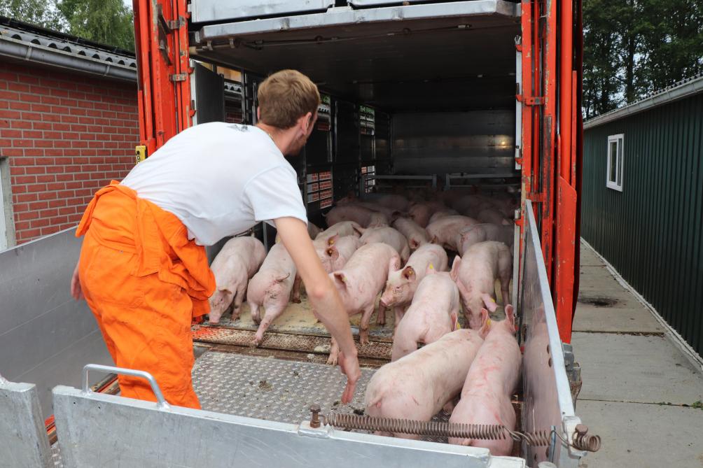 Omdat Wilco de dieren moet vervoeren tussen de diverse locaties, beschikt hij over een eigen varkenstransportwagen.