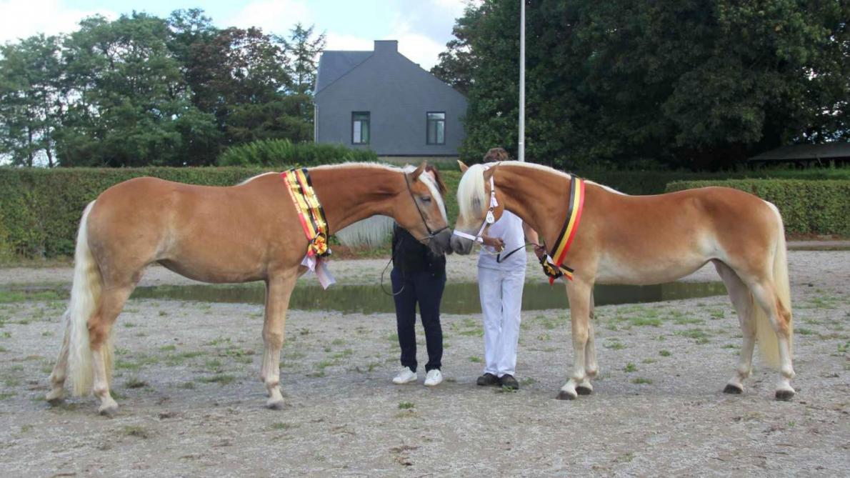 Nationale keuring Haflinger-merries trok veel liefhebbers