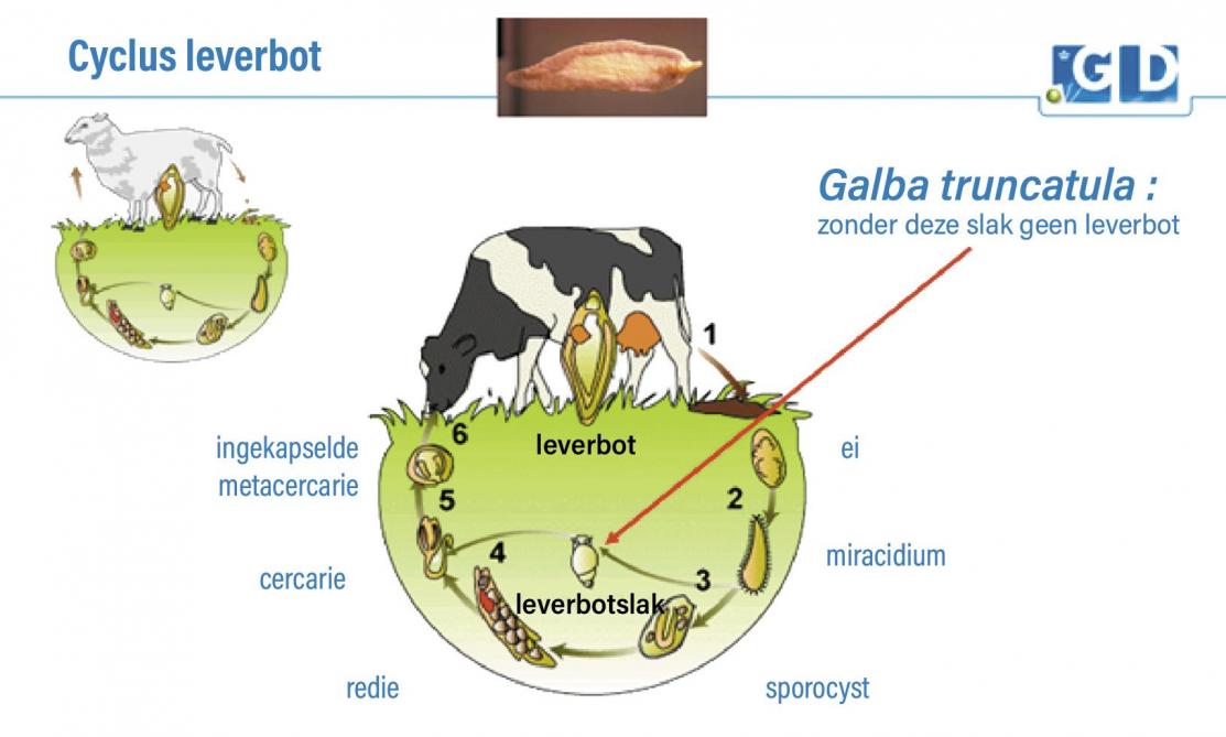 Figuur 1: Schematische voorstelling van de levenscyclus van een leverbot.