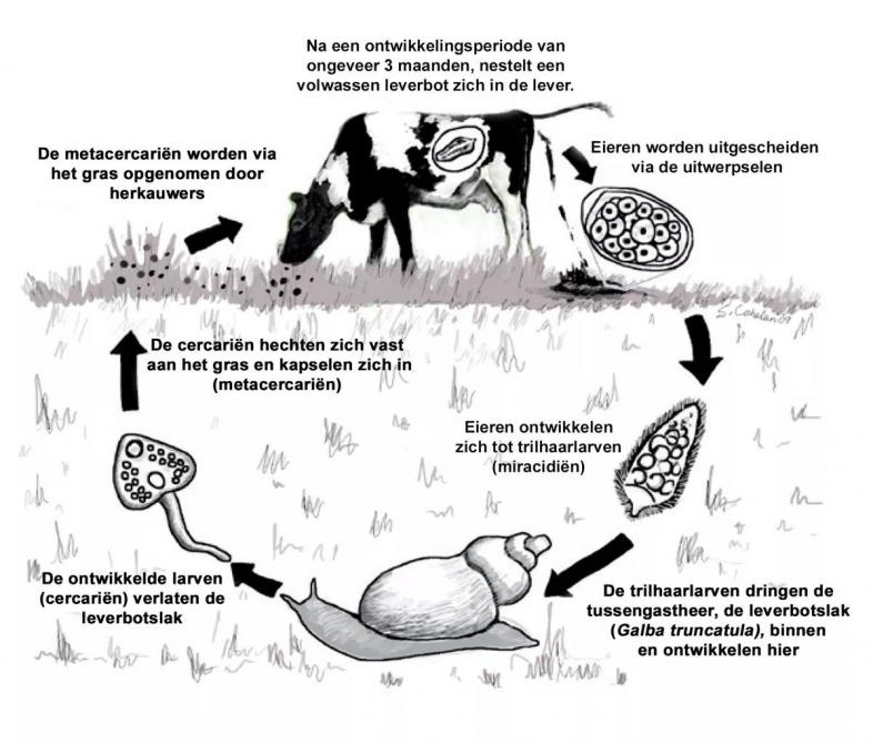 Figuur 1: De leverbotcyclus met de leverbotslak als tussengastheer, herwerkt uit Liver fluke – The facts, Animal Health Ireland