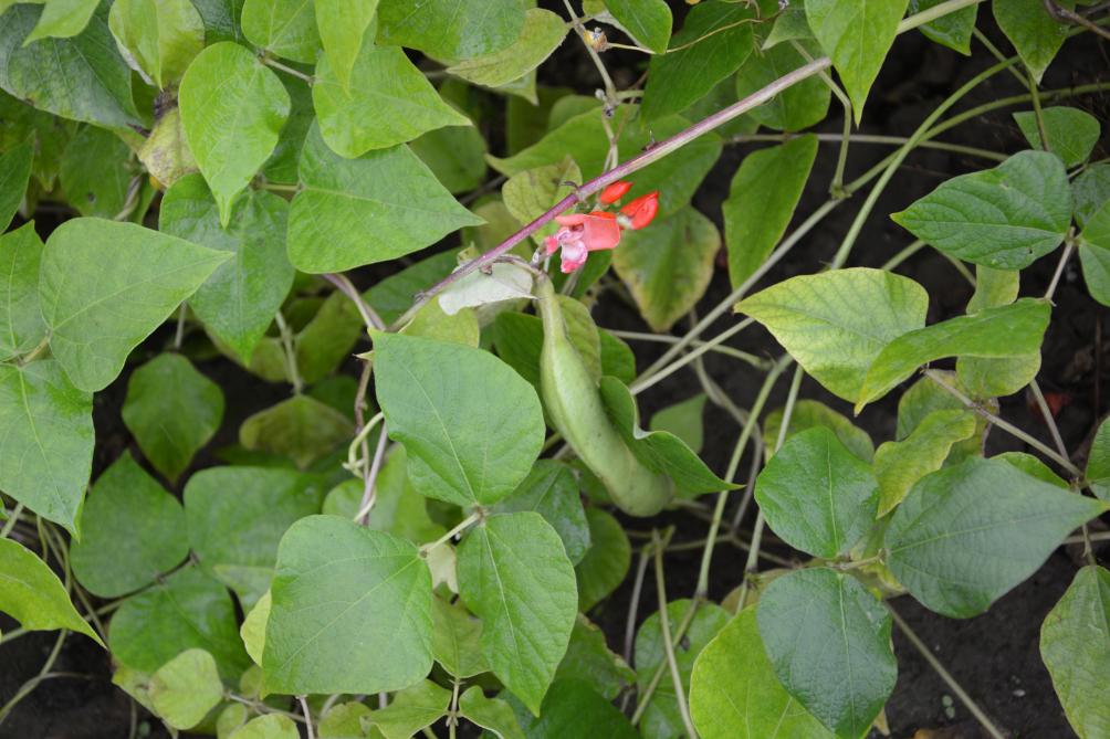 De Proefhoeve Bottelare verricht veredelingsonderzoek in onder meer triticale, veldboon, lupine en rode nierboon.
