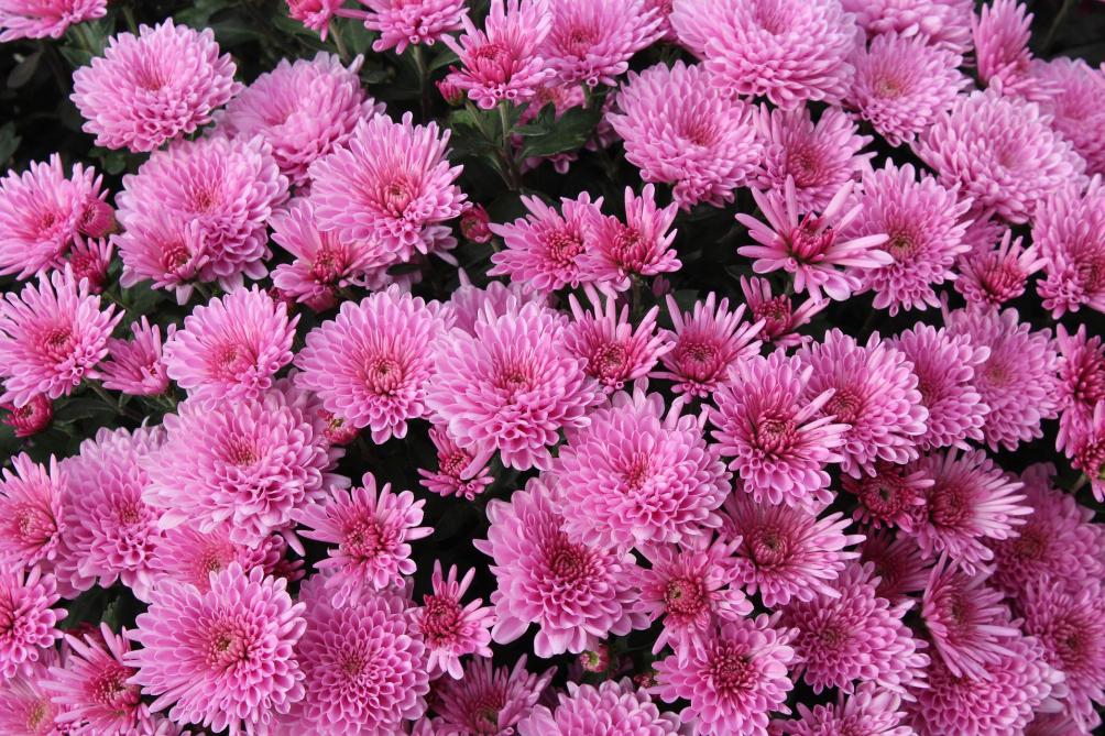Chrysanten blijven nog steeds de populairste ‘kerkhofbloem’
