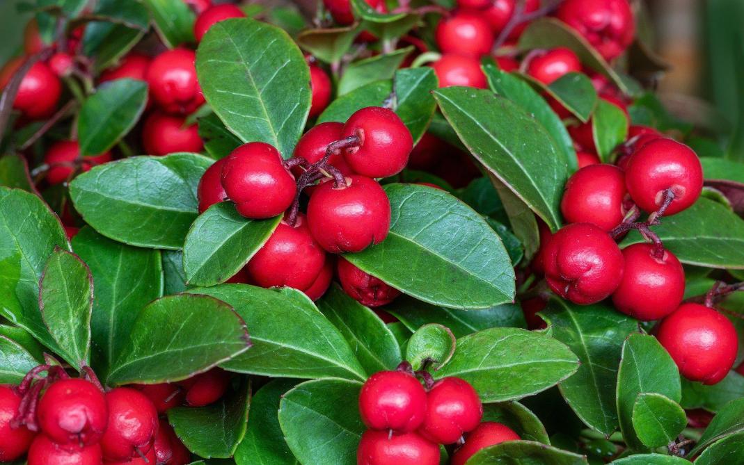 Gaultheria is een goed alternatief voor de chrysant op schaduwrijke plekken.
