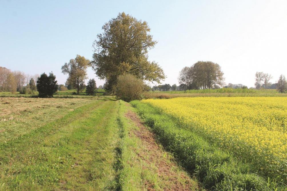 Op de bermen tussen de akkers wordt gras gemaaid voor grassap, als voeding voor de microalgen.