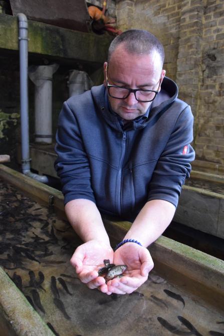 Vincent Baltus toont in het kweeklokaal de kleine vissen die in februari werden geboren.