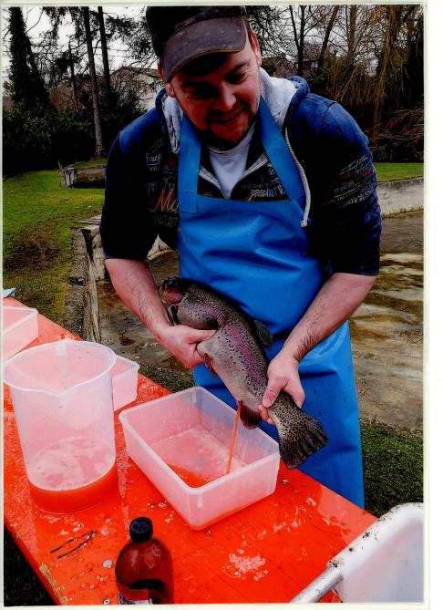 Sebastien Baltus verzamelt kuit door op de buik van een vrouwelijke forel te drukken.