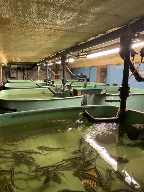 In de hatchery in Turnhout worden de kleine steurtjes geboren.