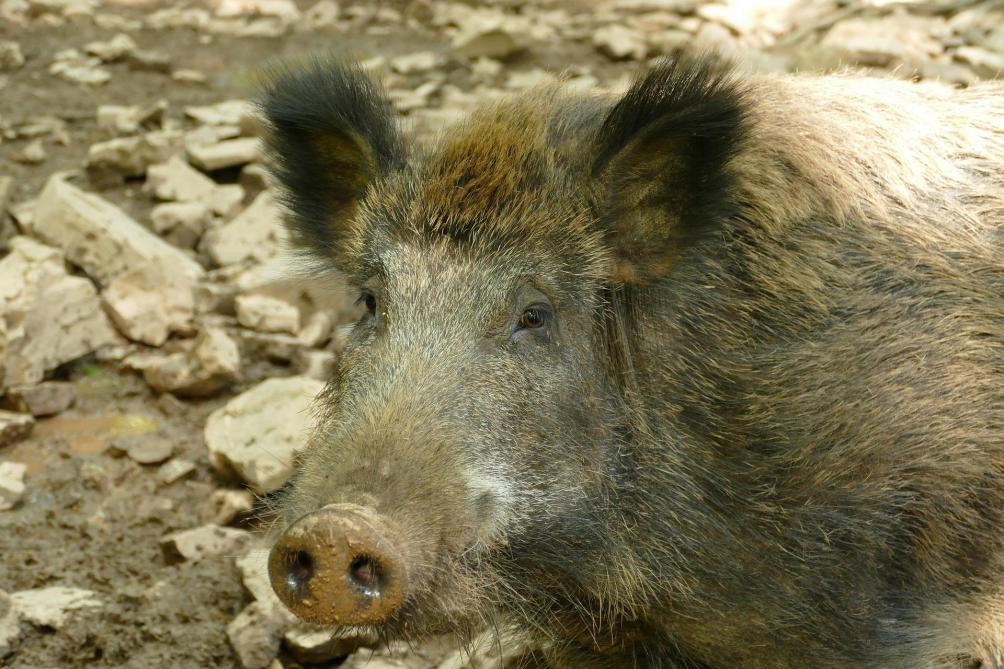 De schade aangericht door wild moet meer dan 300 euro bedragen om in aanmerking te komen voor een vergoeding door de Vlaamse overheid.