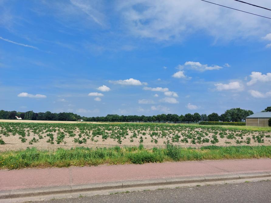 In de afgelopen zomer zagen we in het veld een heel divers aardappellandschap.