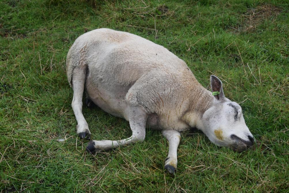 Brouns wil een gecoördineerde aanpak om de verspreiding van het virus en de impact van virusuitbraken op de sector zoveel mogelijk te beperken.