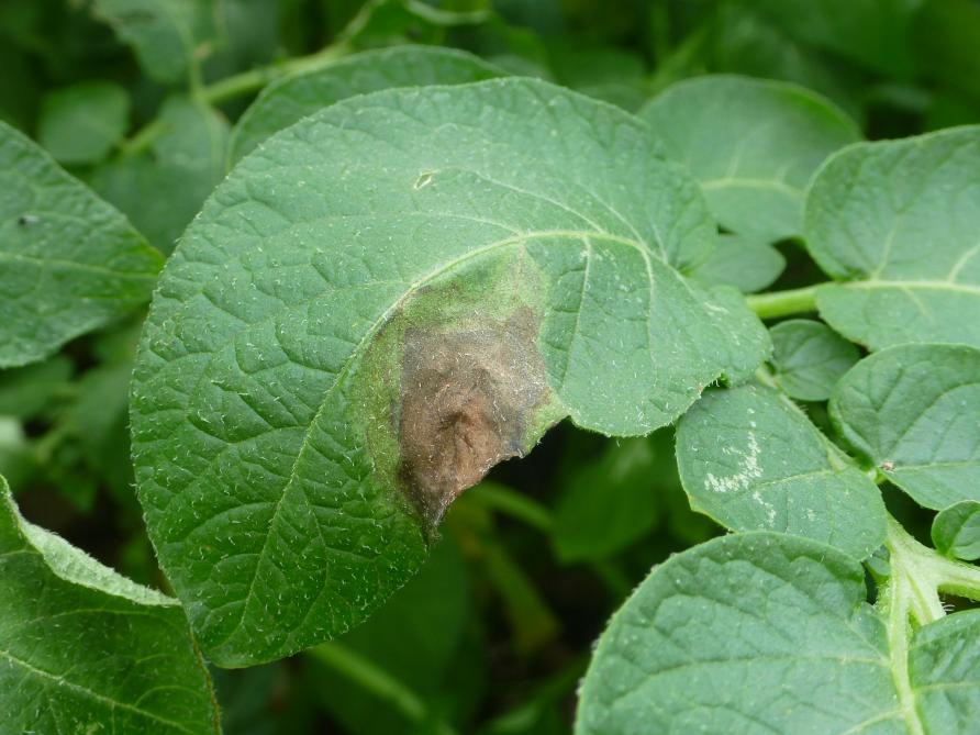 Phytophthora infestans lijkt op een schimmel, maar is dat niet.