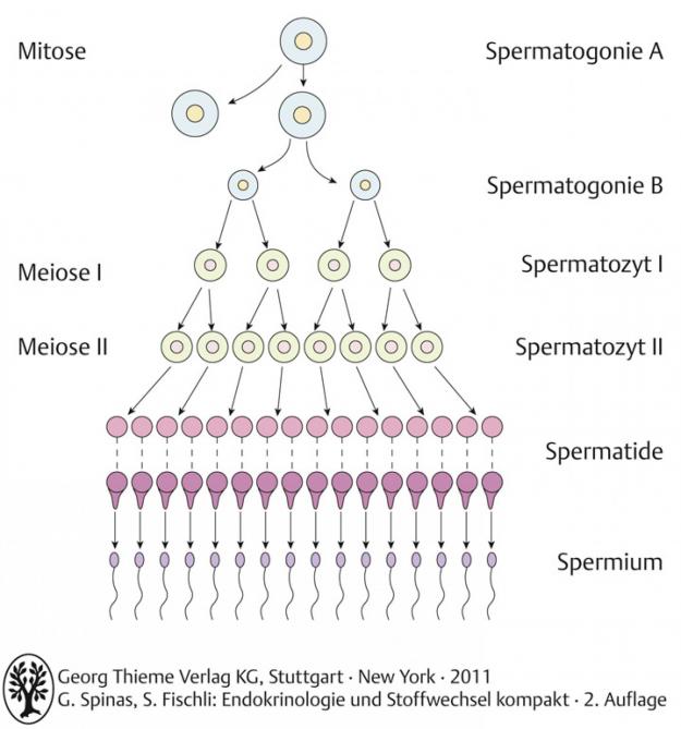 Schematische voorstelling van spermatogenese