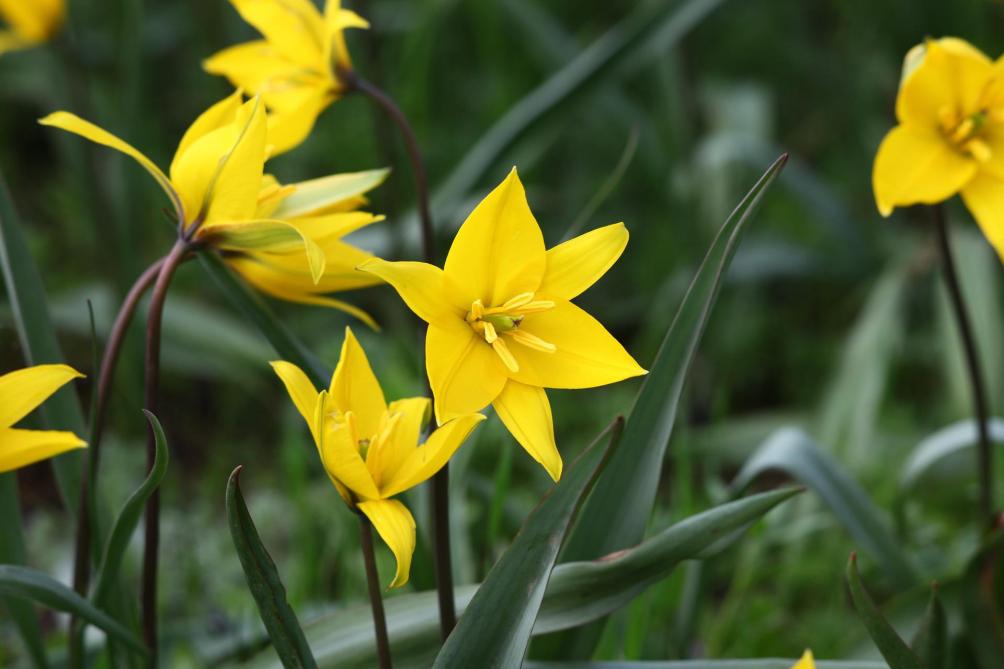 De ‘Tulipa sylvestris’ of de bostulp komt bij ons verwilderd voor.