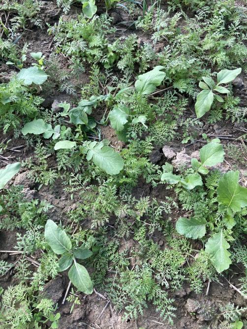 Meteen na de oogst wordt er een mix van  groenbemesters ingezaaid.