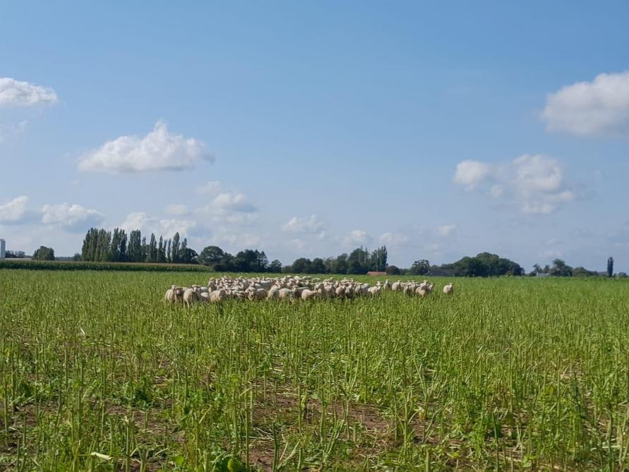 Zo’n 200 ooien begrazen vanaf het najaar tot het voorjaar de groenbemesters.