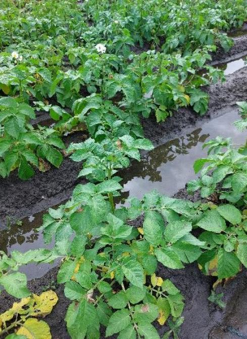 Natte omstandigheden in mei zorgden voor vroege uitbraken van de aardappelziekte.