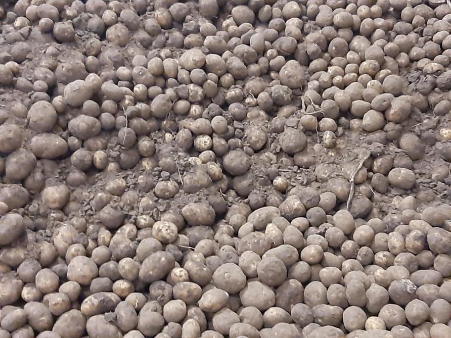 In dit seizoen kwamen er veel grond, stengels en rotte knollen richting de bewaarplaats.