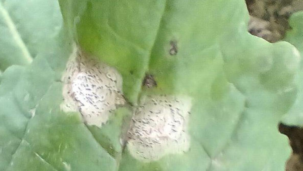 Phoma-aantasting(Leptosphaeria maculans).