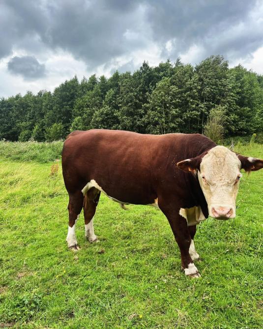 Stier Django komt nooit in de buurt van wandelaars in het natuurgebied.