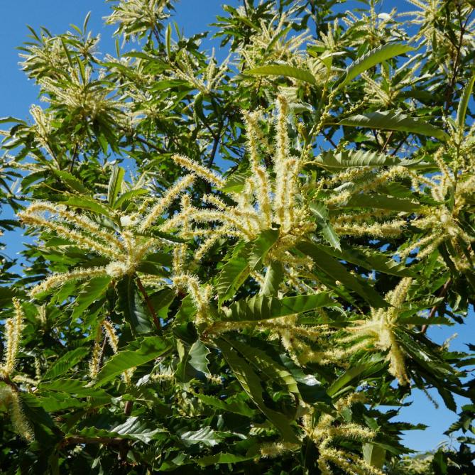 Kastanjebomen bloeien in de vroege zomer met lange, opvallende katjes.