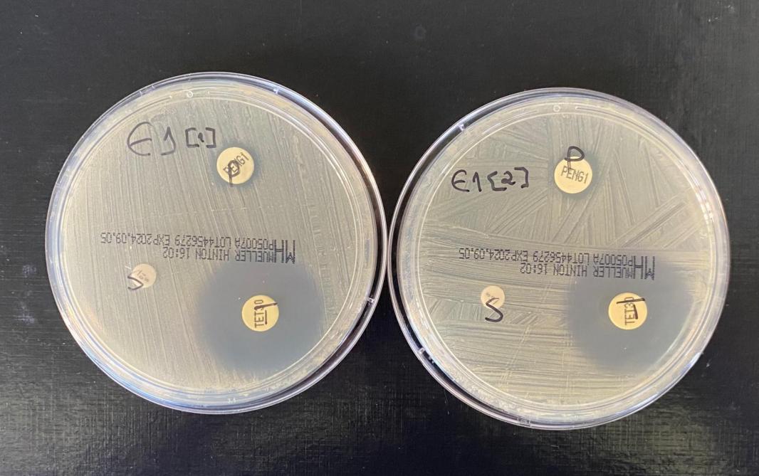 Disk diffusietest in het labo waarbij de aan- of afwezigheid van bacteriegroei rond verschillende schijfjes  met verschillende antibiotica gemeten wordt.