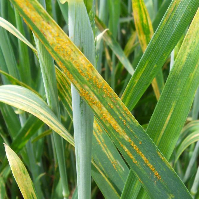Inagro zet in het project Trans-e-Bio onder meer in op de bestrijding van gele roest in wintertarwe.