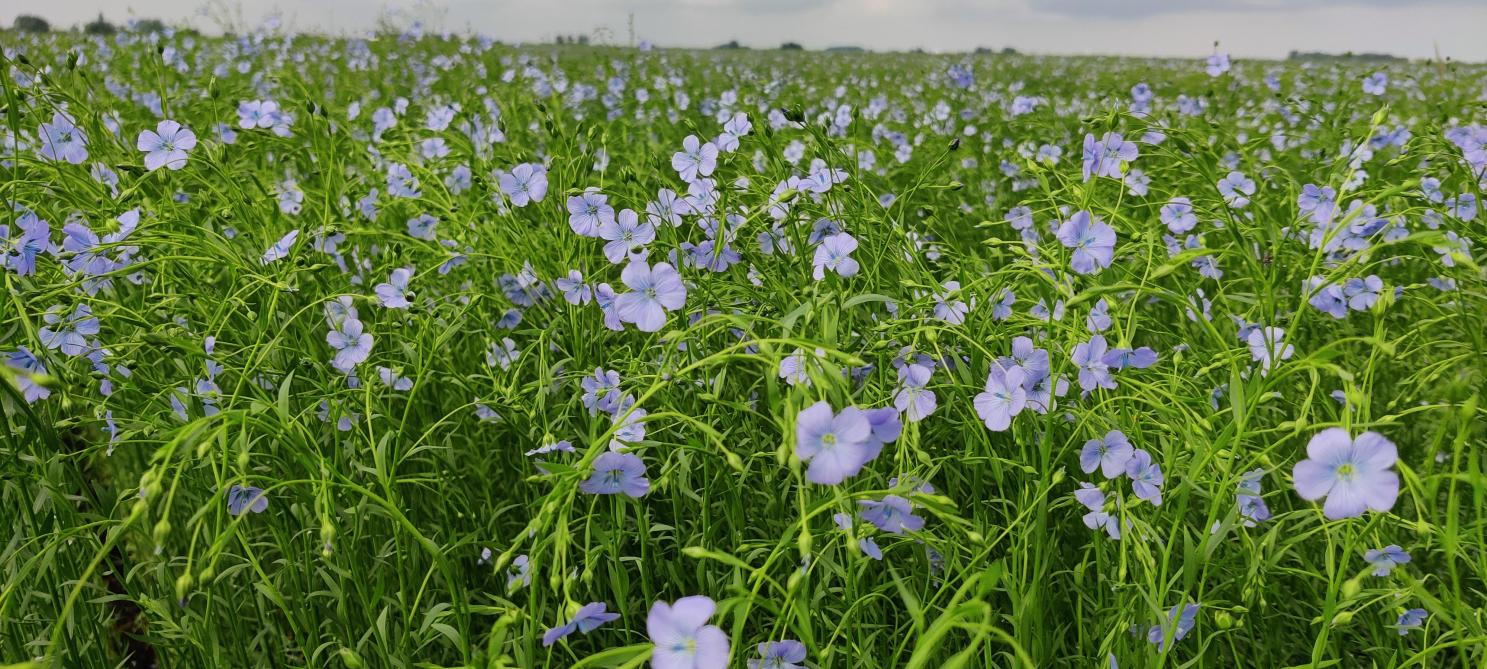 In het Trans-Pathoflax-project- zullen biocontrolemiddelen worden uitgetest en gedemonstreerd in vlasproefvelden.