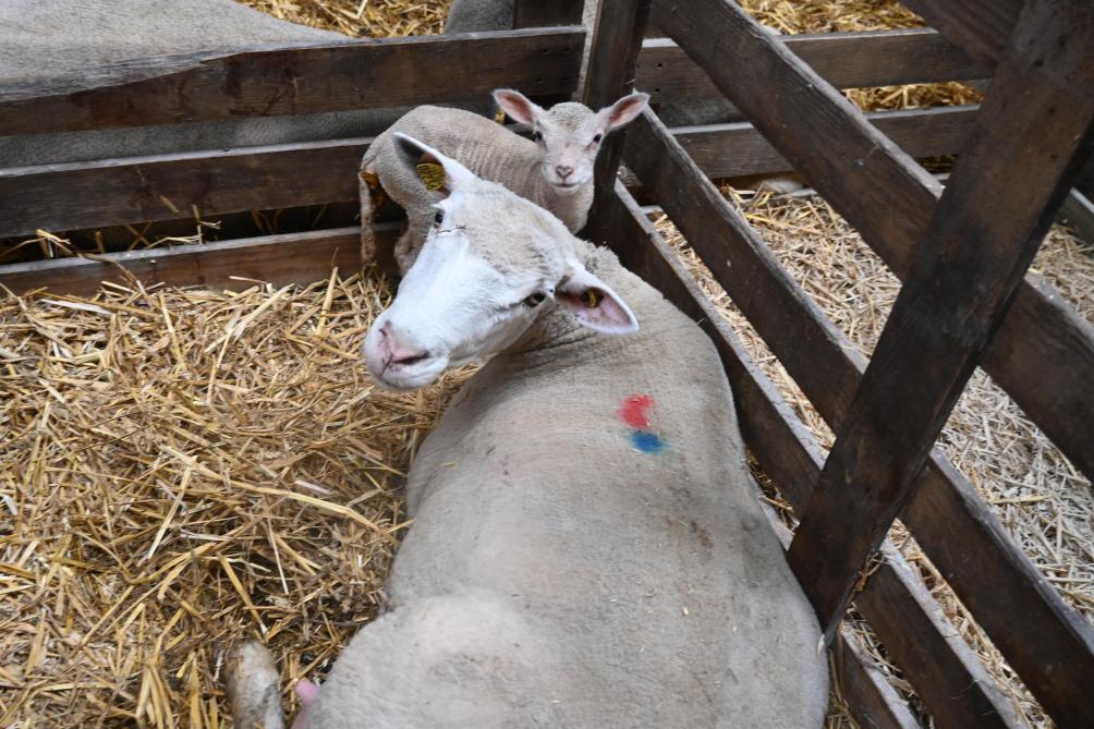 In Gesves kregen 30 ooien lammeren, met een gemiddelde van 1,2 levend lam per ooi, terwijl dat gemiddelde normaal gezien 1,8 bedraagt.