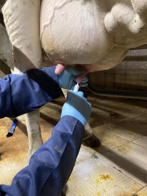 Met grootste zorg dient Luc antibioticatubes en inwendige speenafsluiters toe bij zijn dieren.