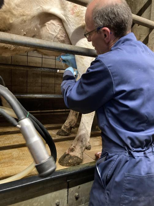 Tussen de MPR’s door gebruikt Luc soms een verslijmingstest om koeien en kwartieren met mastitis te detecteren en om genezing op te volgen.